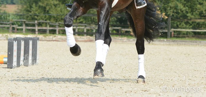 Horse Leg Wraps