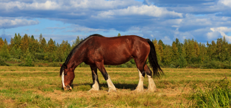 Rasseportrait: Shire Horse - Größe & Gewicht - Wehorse Blog