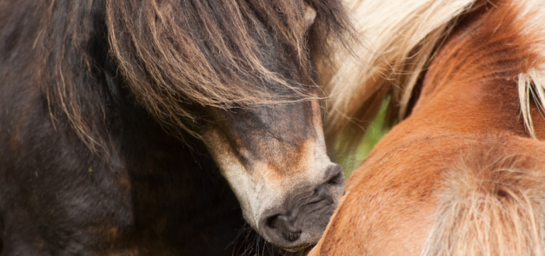 Shetland Pony Im Rasseportrait - Charakter & Haltung - Wehorse Blog