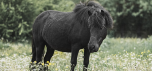 Shetland Pony Im Rasseportrait - Charakter & Haltung - Wehorse Blog