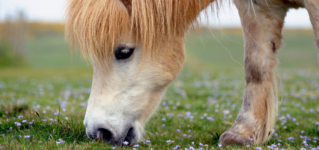 Shetland Pony Im Rasseportrait - Charakter & Haltung - Wehorse Blog