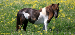 Shetland Pony Im Rasseportrait - Charakter & Haltung - Wehorse Blog