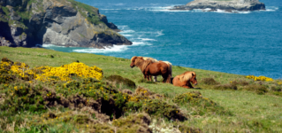 Shetland Pony Im Rasseportrait - Charakter & Haltung - Wehorse Blog