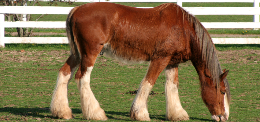 Wie teuer ist ein Clydesdale?