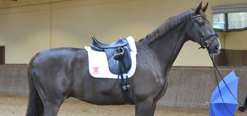 Horsemanship Bodenarbeitsunterricht klasische Dressur store Pferd