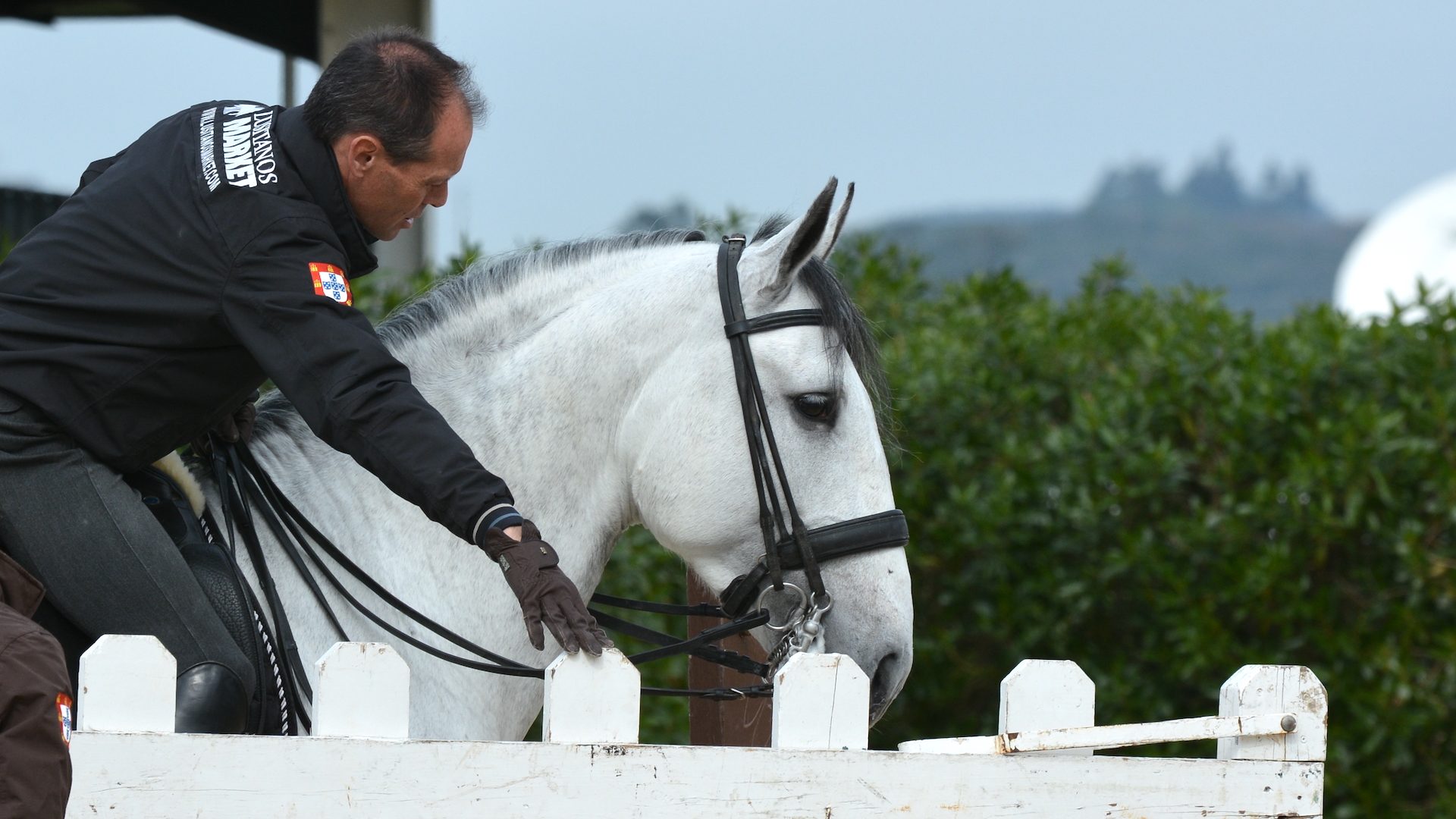 Lusitano im Rasseportrait: Alles über die iberischen Pferde. - wehorse Blog