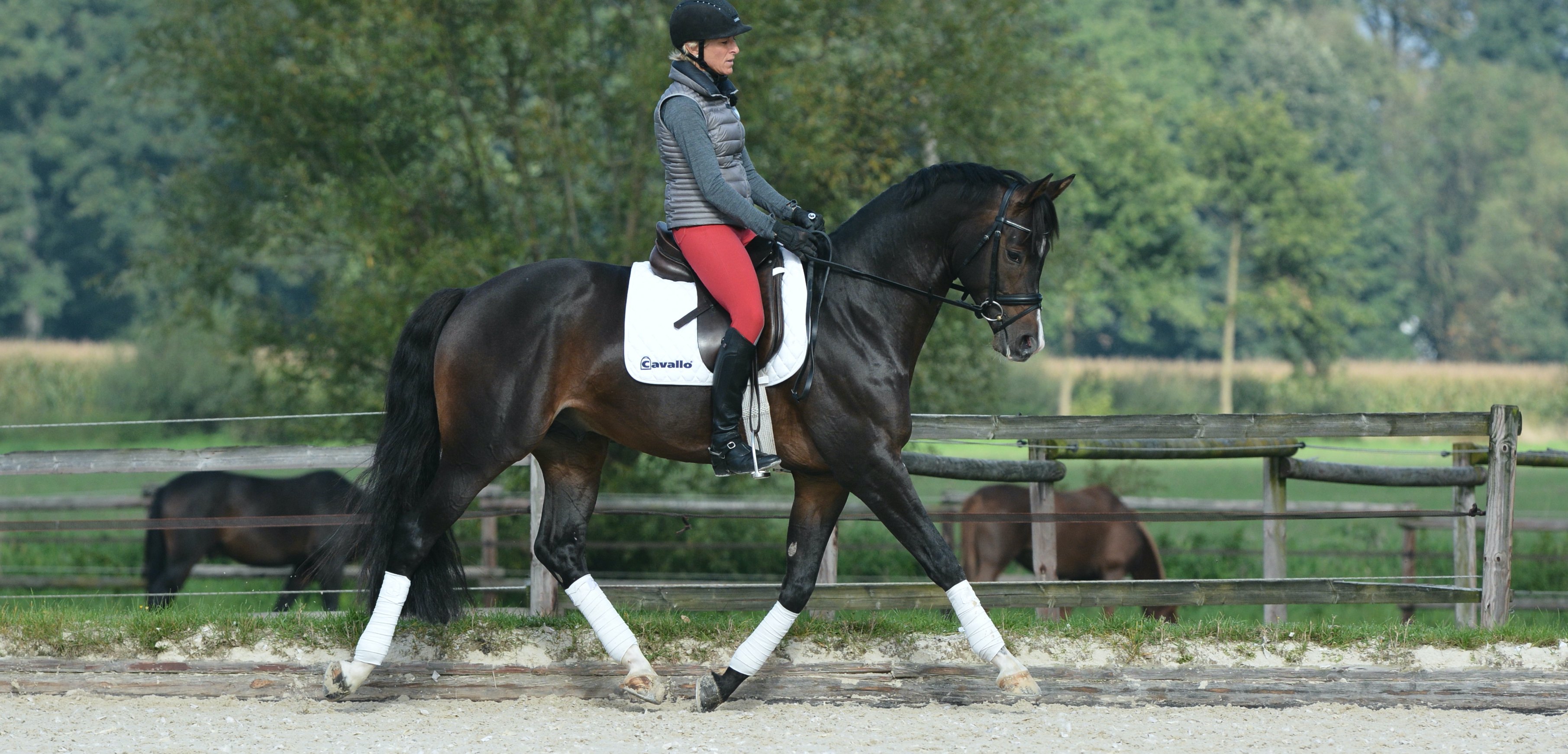 The Real Definition of Impulsion in Dressage