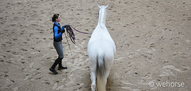 Straightness Training - Thoses Exercises Help Asymmetrical Horses!