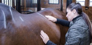 Does your saddle fit your horse? Find out with those 10 steps!