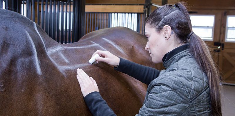 Does your saddle fit your horse? Find out with those 10 steps!