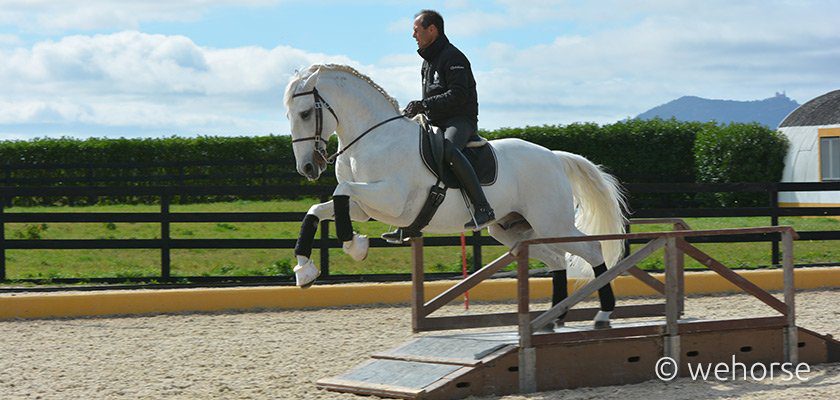 Working Equitation These Are The 10 Things You Need To Know