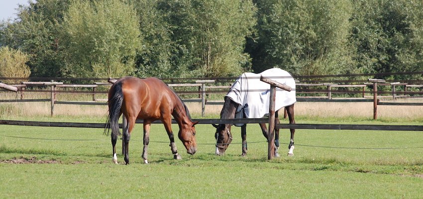 How To Measure For Horse Blanket: The Ultimate Guide.