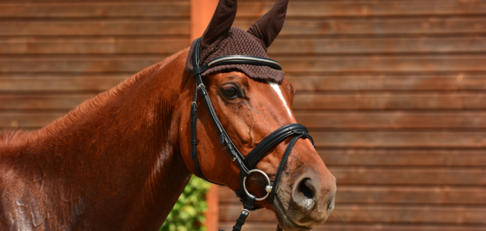 Choosing The Right Bridle For Your Horse: The Ultimate Guide